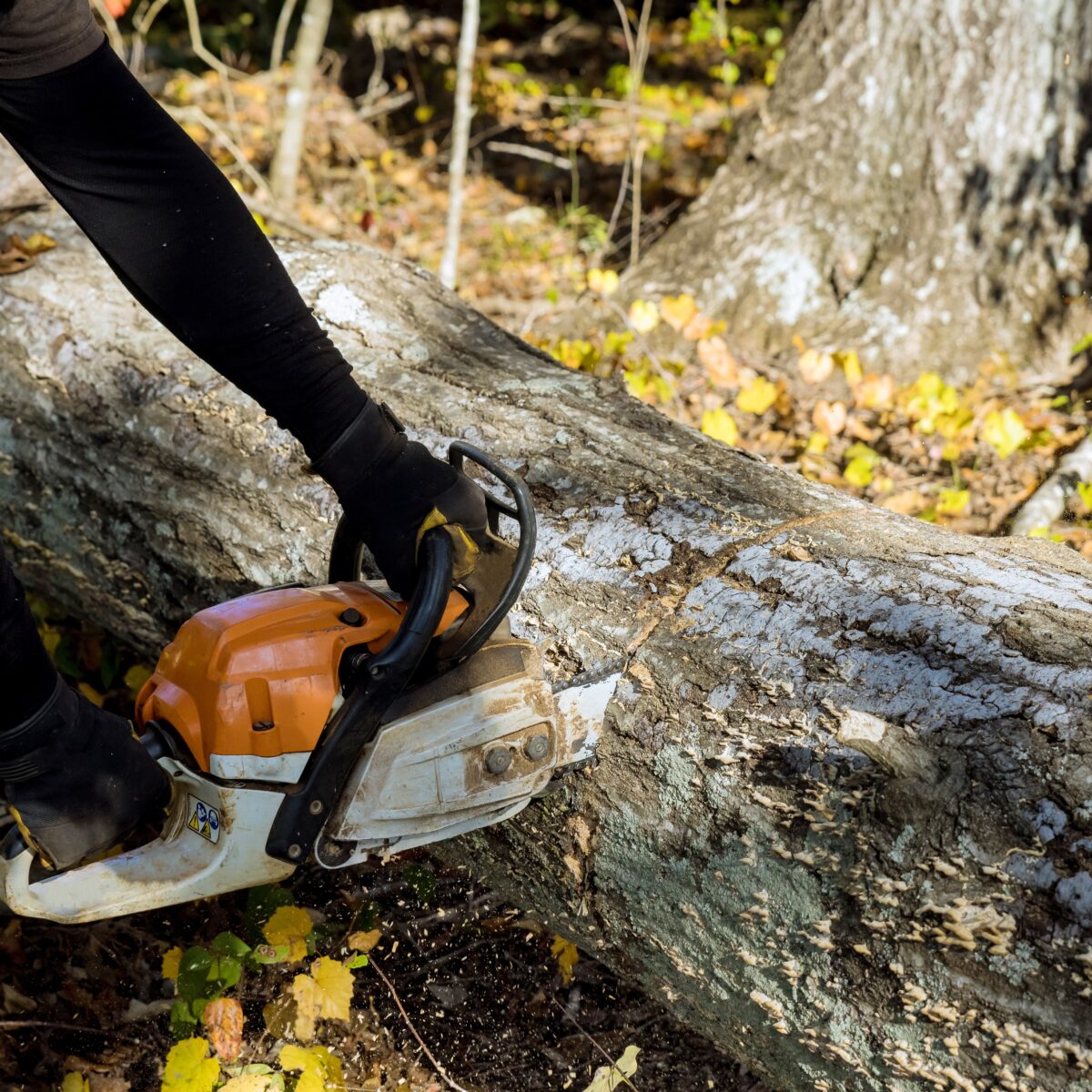 chainsaw storm cleanup on fallen tree Northeast Texas
