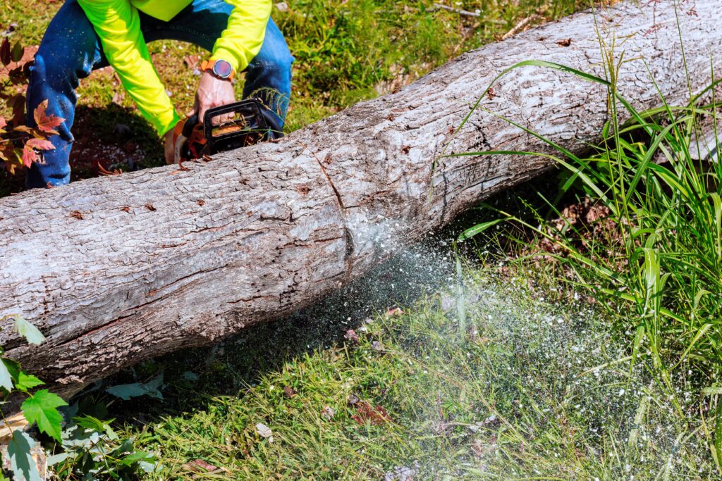 Storm cleanup crew cutting fallen tree with chainsaw after storm in Northeast Texas